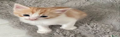 Ragdoll Kitten 2