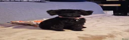 Mixed Breed dogs for sale: Black Toy cockapoo Female 1yr in Nottingham - Advert 6