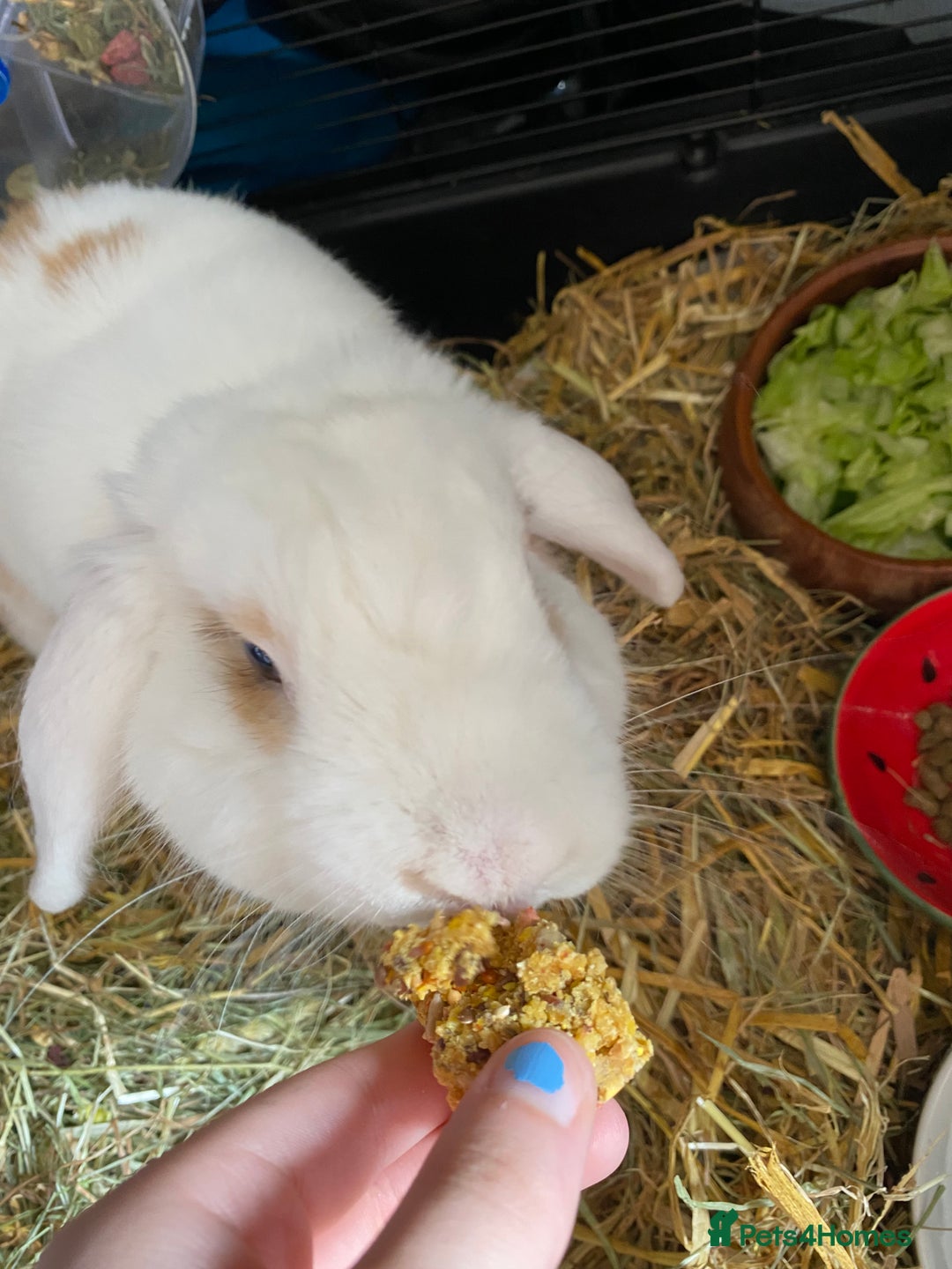 English rabbits for sale: White and Ginger female rabbit - Image 2
