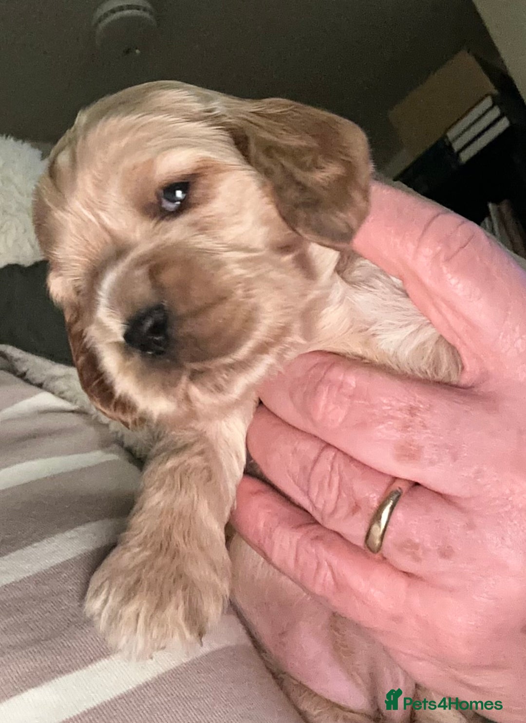 Cocker Spaniel dogs for sale: KC Stunning Golden Show-Type Cocker Spaniel  - Advert 3