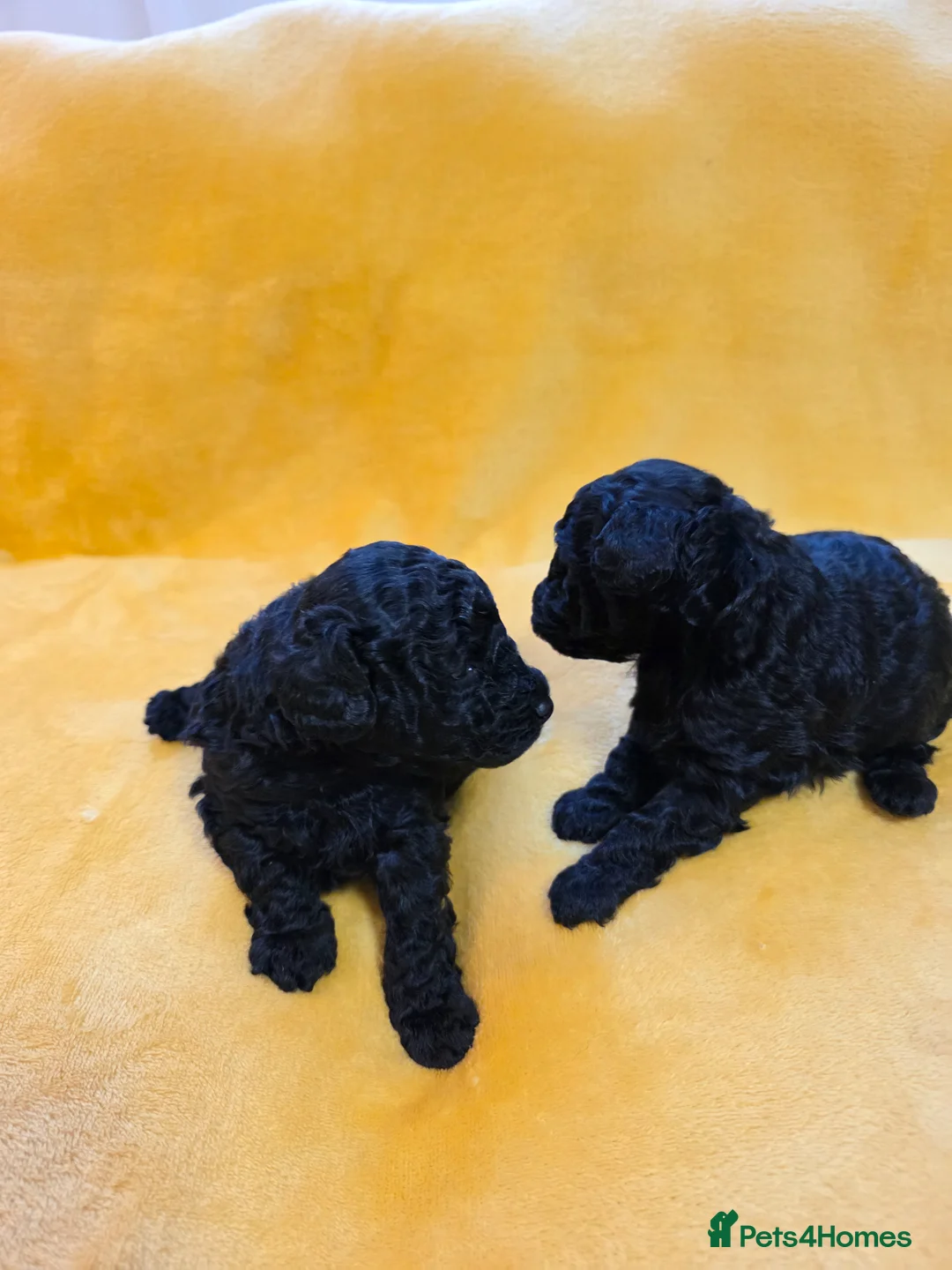 Toy Poodle dogs for sale: Toy poodles looking for a loving forever home - Advert 2