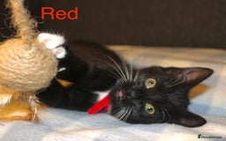 Domestic Shorthair cats for sale: Gorgeous Black/White Domestic Shorthairs Available - Image 10