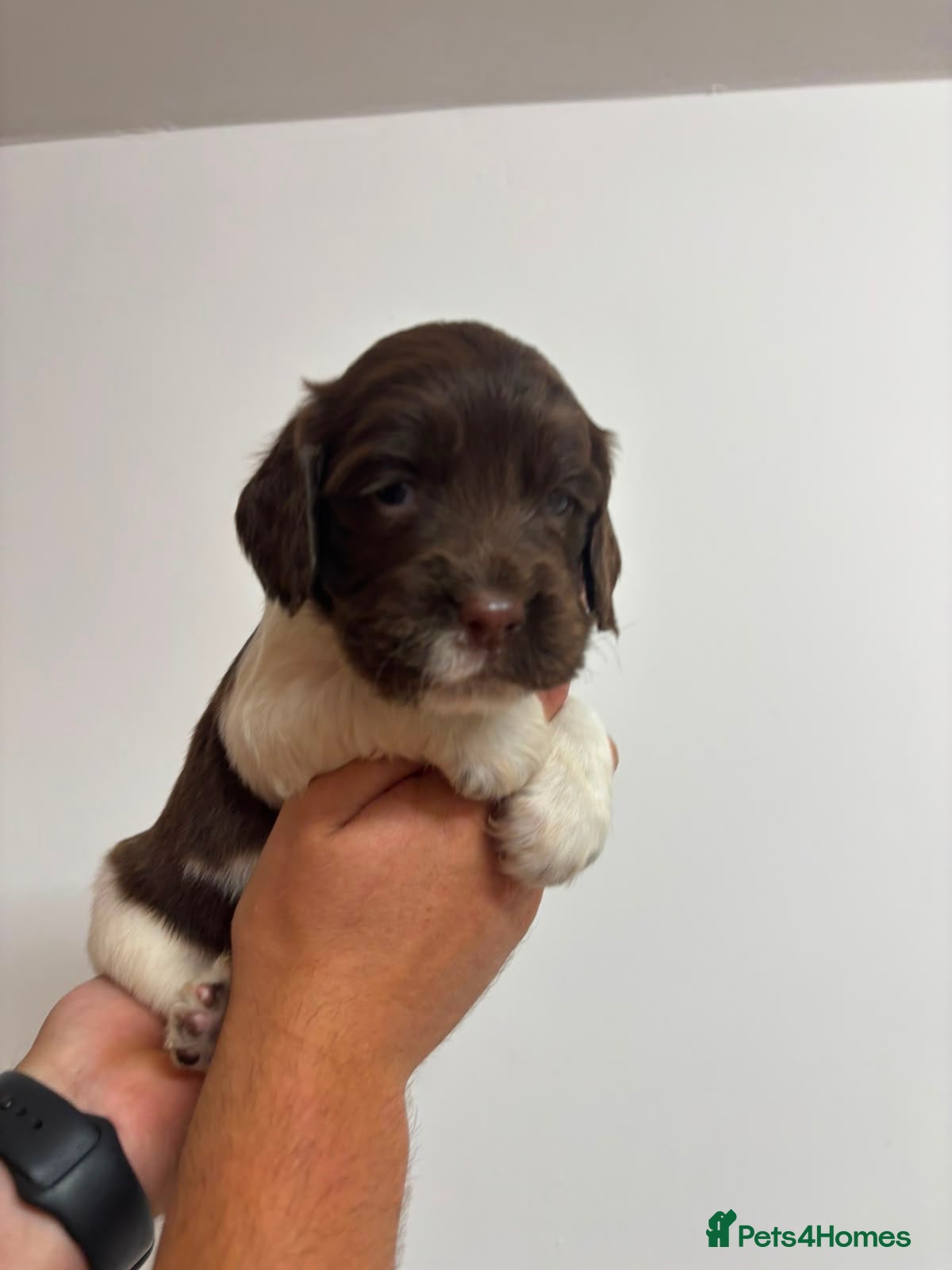 English Springer Spaniel dogs Beautiful English springer Spaniels  - Advert 2