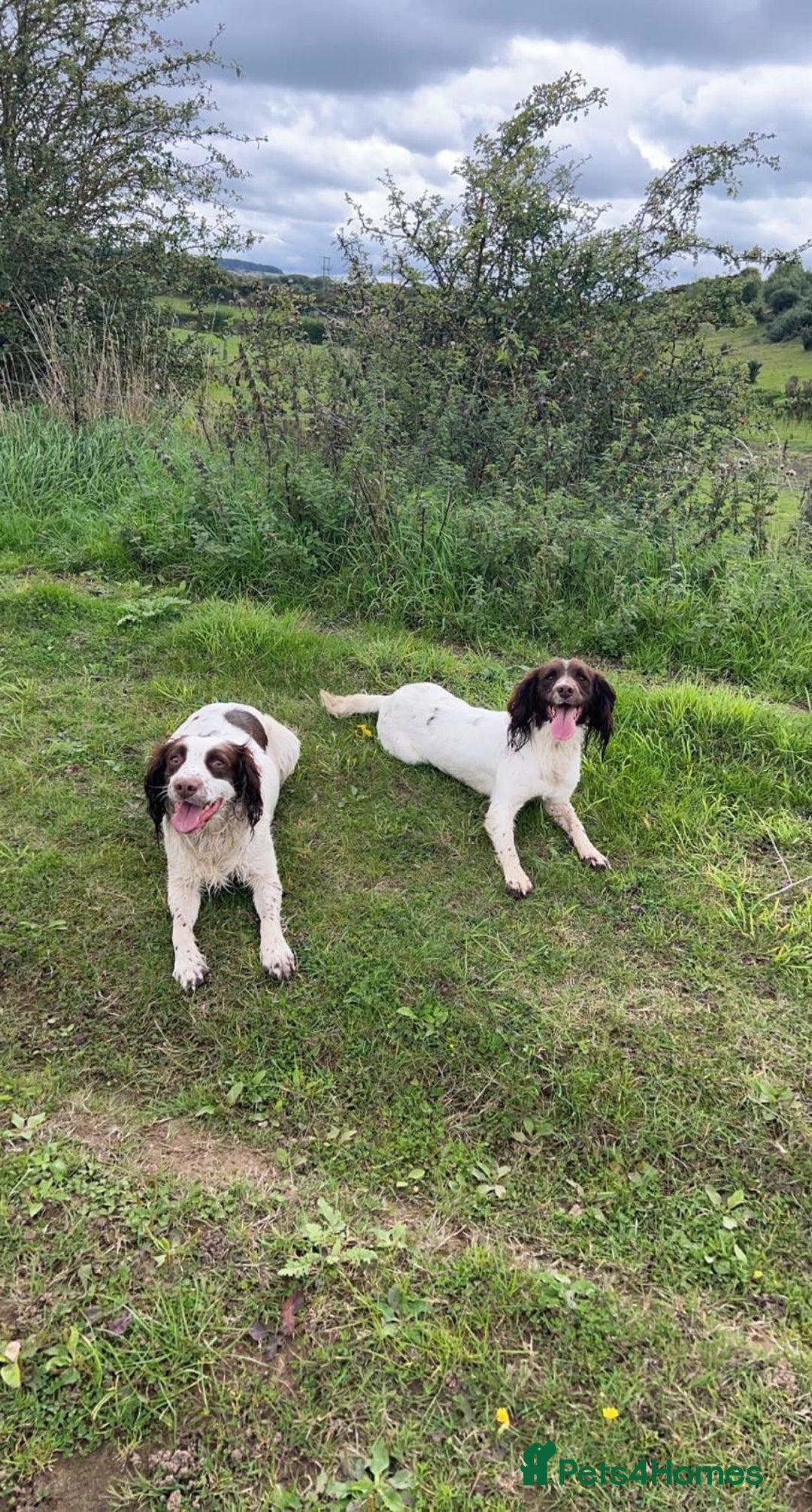 English Springer Spaniel dogs for sale: Beautiful Springer Spaniel Male  - Advert 6