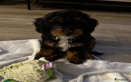 Cavapoo dogs for sale: F1 Health tested Cavapoos  - Image 10