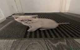 British Shorthair cats for sale: Lilac Girl British Shorthair - Image 4