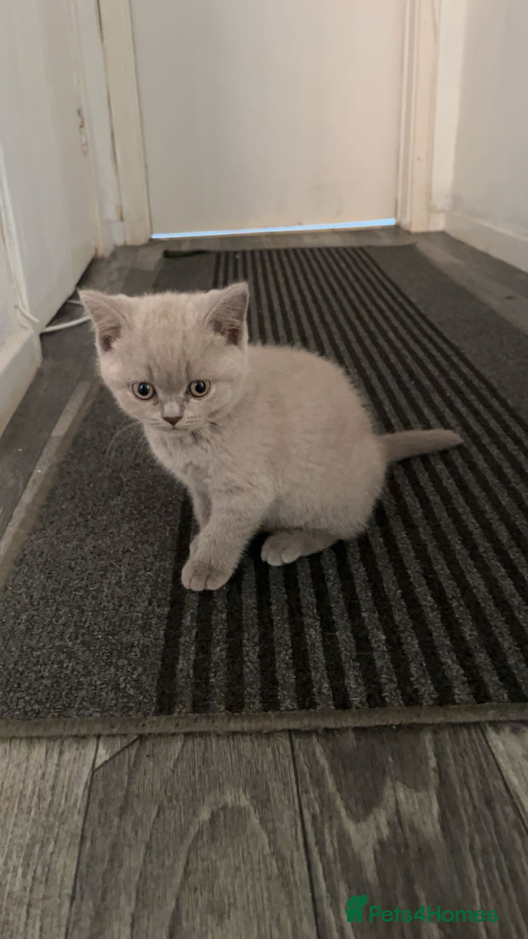 British Shorthair cats for sale: Lilac Girl British Shorthair - Image 4