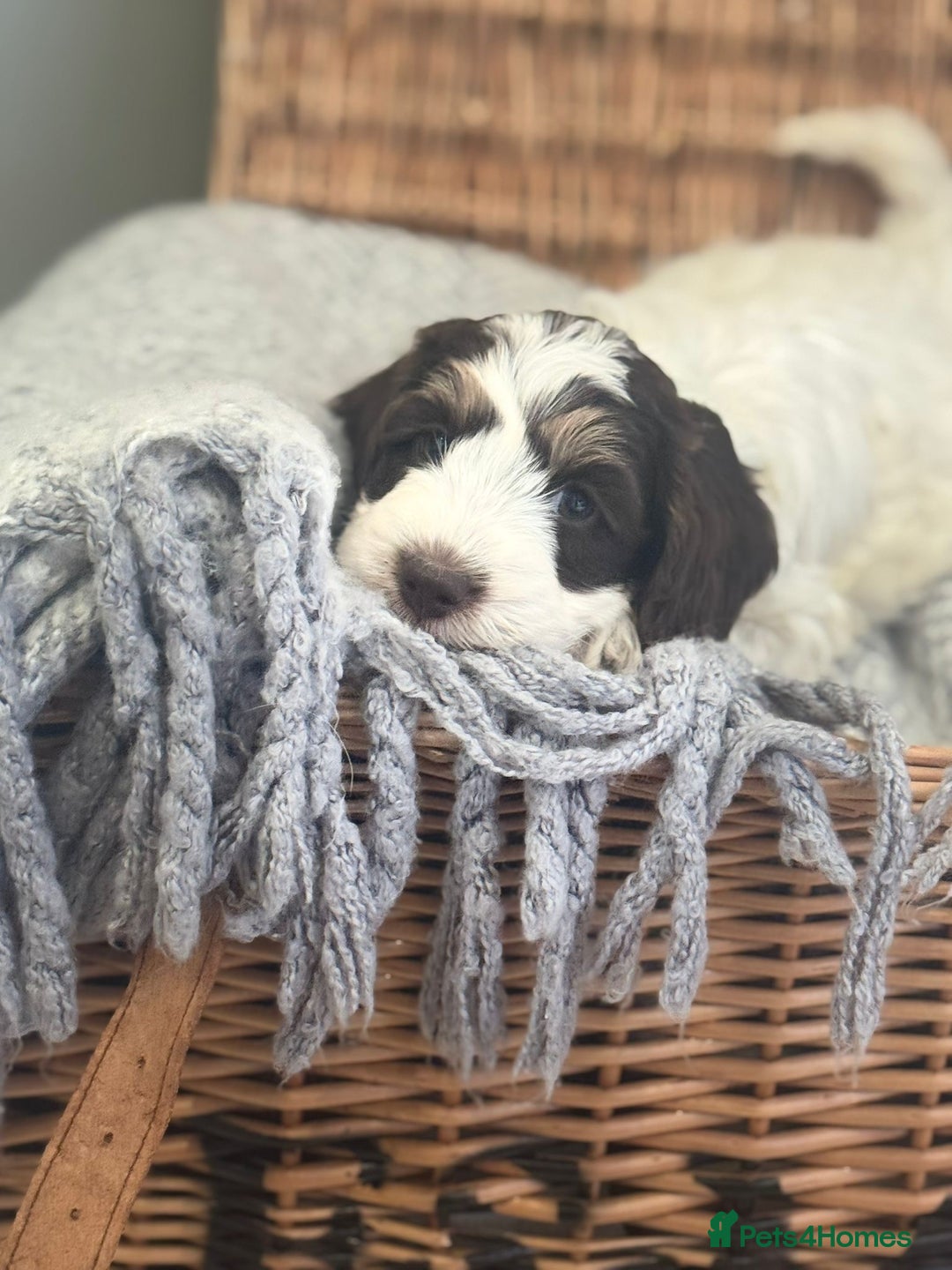 Cockapoo dogs for sale: Amazing fully health tested cockapoos - Image 8