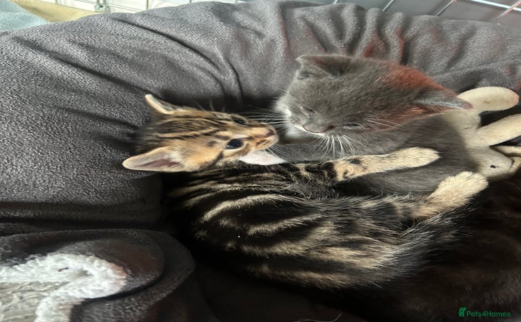 Mixed Breed cats - Advert 4