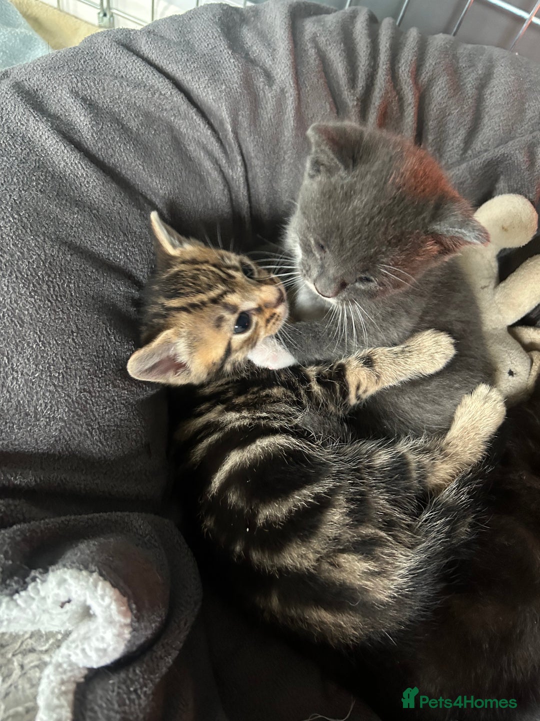 Mixed Breed cats for sale: 🥰 Beautiful kittens 🥰 - Image 1