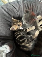 Mixed Breed cats - Advert 10