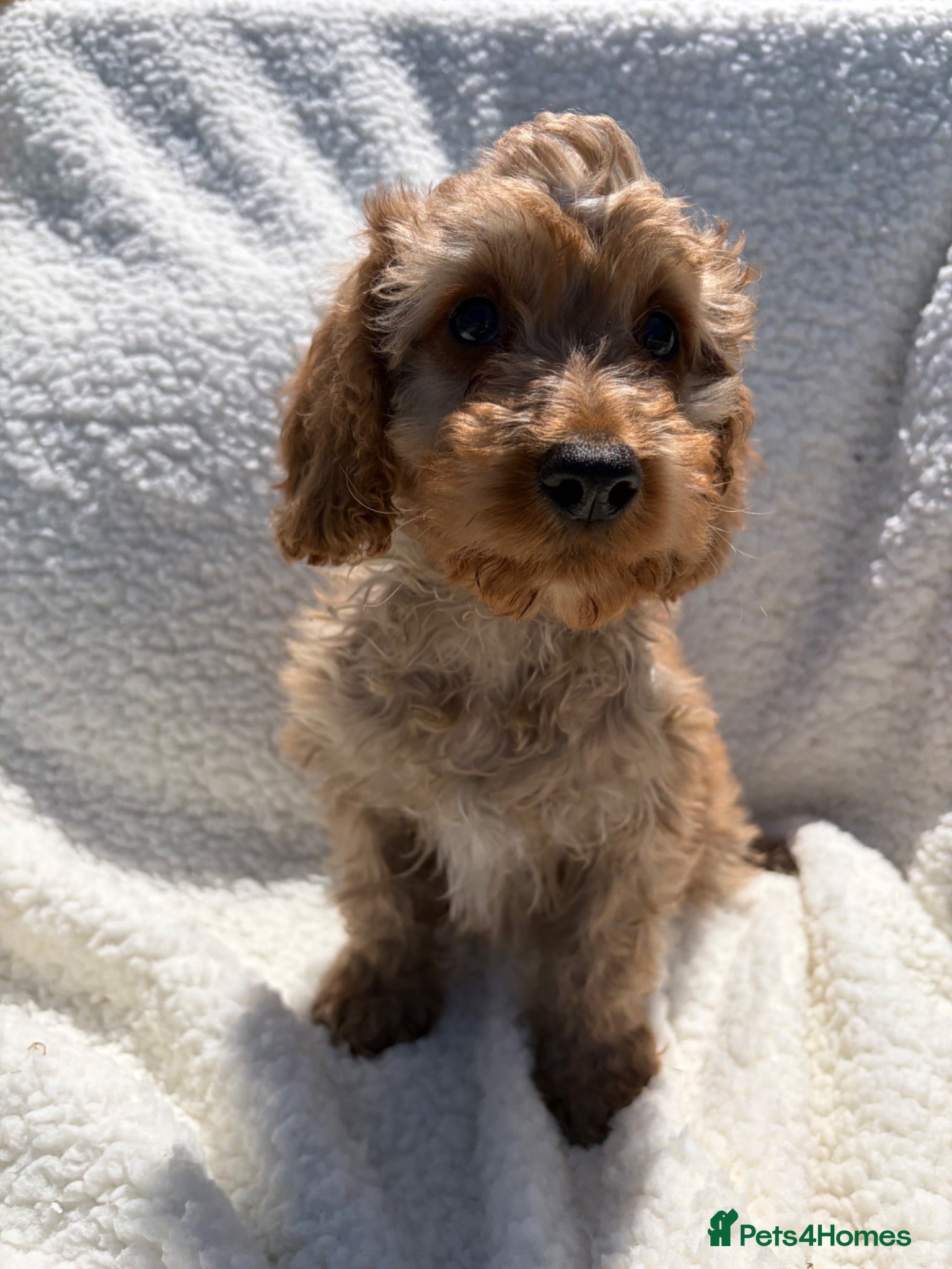 Cockapoo dogs 🐾BEAUTIFUL F1 COCKERPOOS REGISTERED BREEDER 🐾 - Advert 1