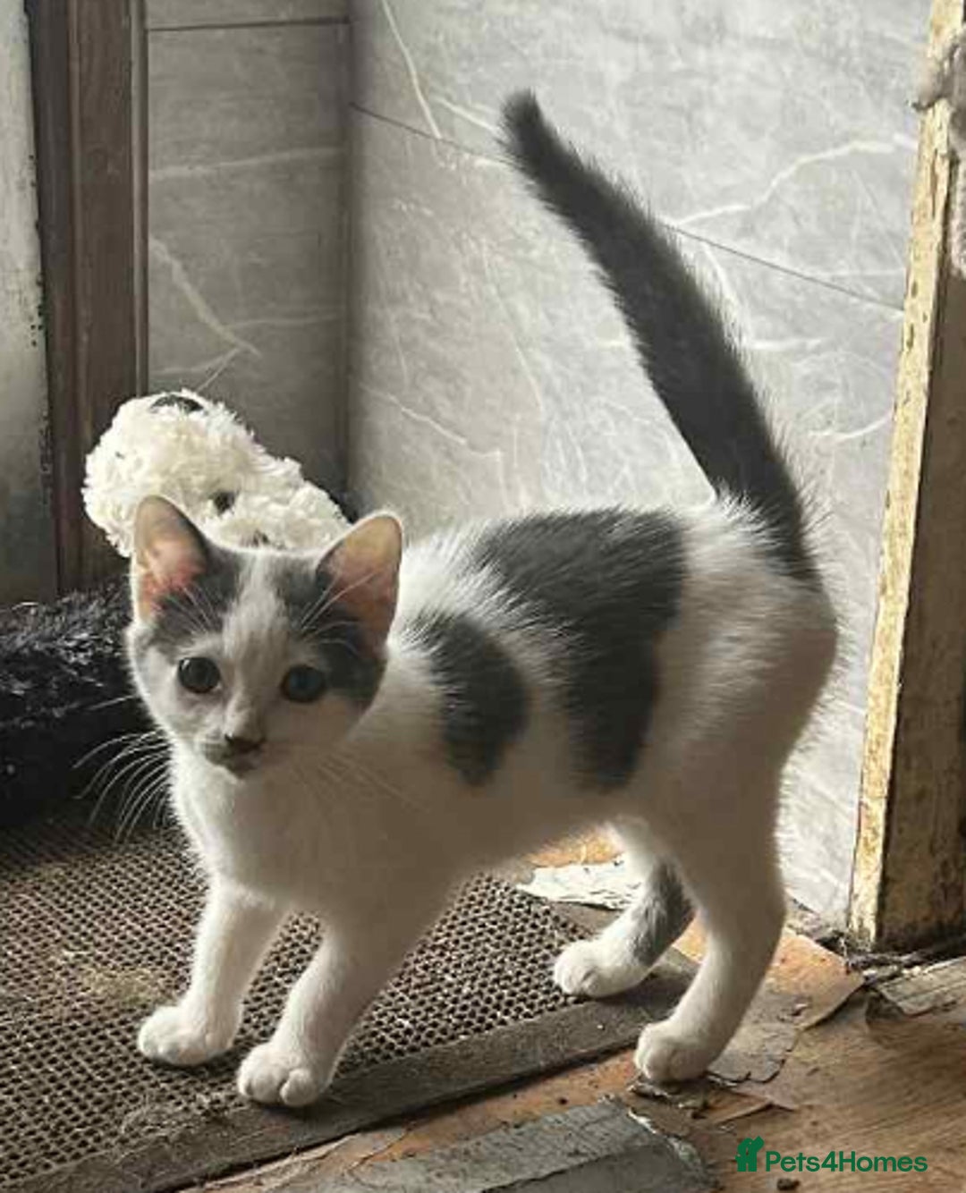 British Shorthair cats for sale: Timid kitten for sale  - Image 3