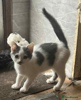 British Shorthair cats Grey and white kitten for sale - Advert 8