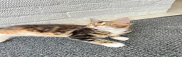 Maine Coon cats for sale: Maine Coon kittens 2 boys left 😊 - Advert 6