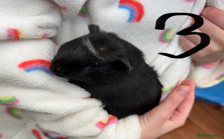 Guinea Pig rodents - Advert 11