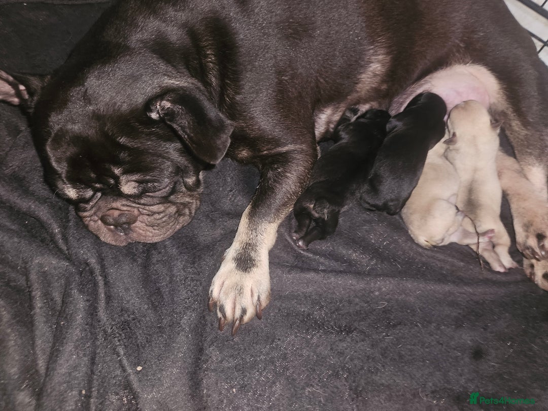 French Bulldog dogs for sale: Last make French bull dog pup - Image 2