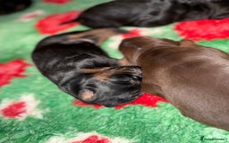Dobermann dogs for sale: Stunning Top/Best Bloodline Dobermanns For Sale* - Advert 32