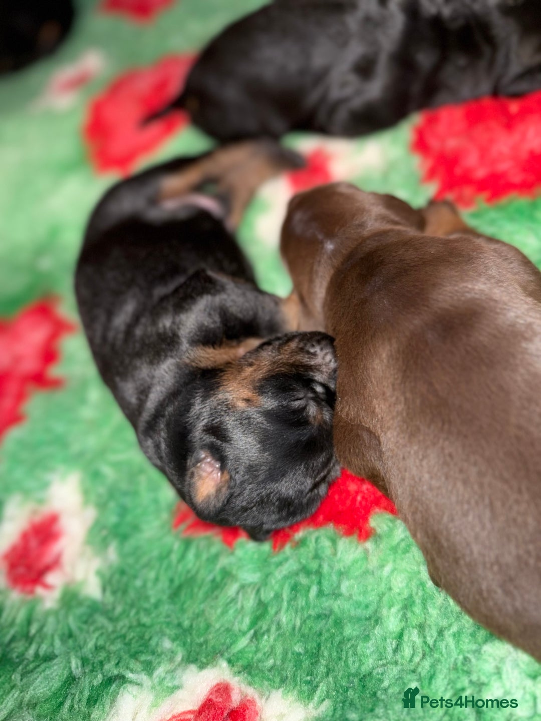 Dobermann dogs for sale: Stunning Top/Best Bloodline Dobermanns For Sale* - Advert 32