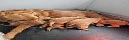 Labrador Retriever dogs for sale: Stunning dark fox red Labradors - Advert 3
