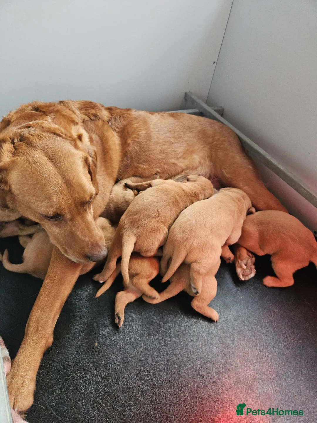 Labrador Retriever dogs for sale: Stunning dark fox red Labradors - Advert 3