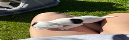 Jack Russell dogs for sale: Beautiful litter of 7 amazing Jack Russel puppies - Advert 17