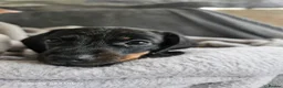 Miniature Dachshund dogs for sale: Miniature Dachshund - Advert 2