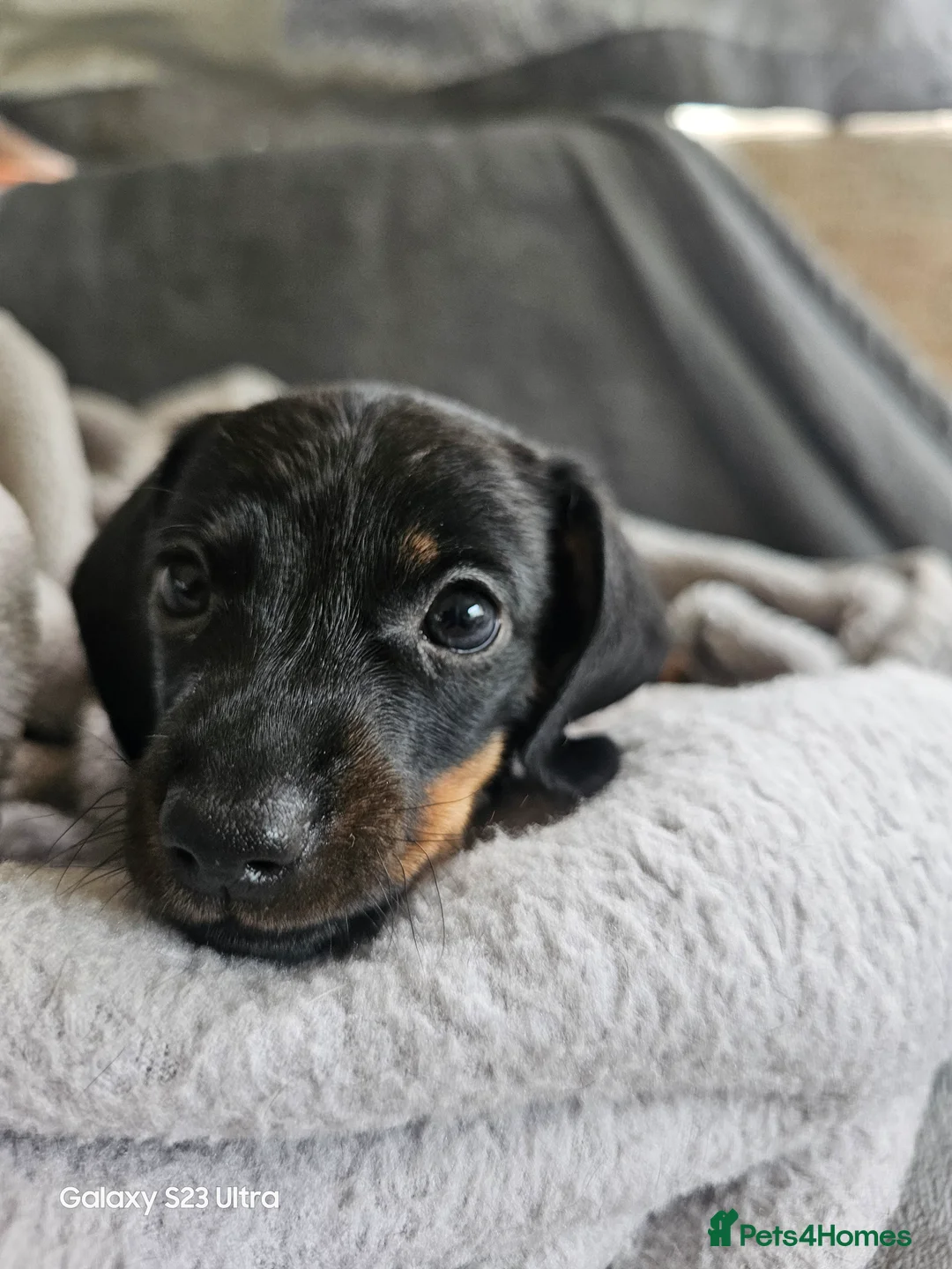 Miniature Dachshund dogs for sale: Miniature Dachshund - Advert 2