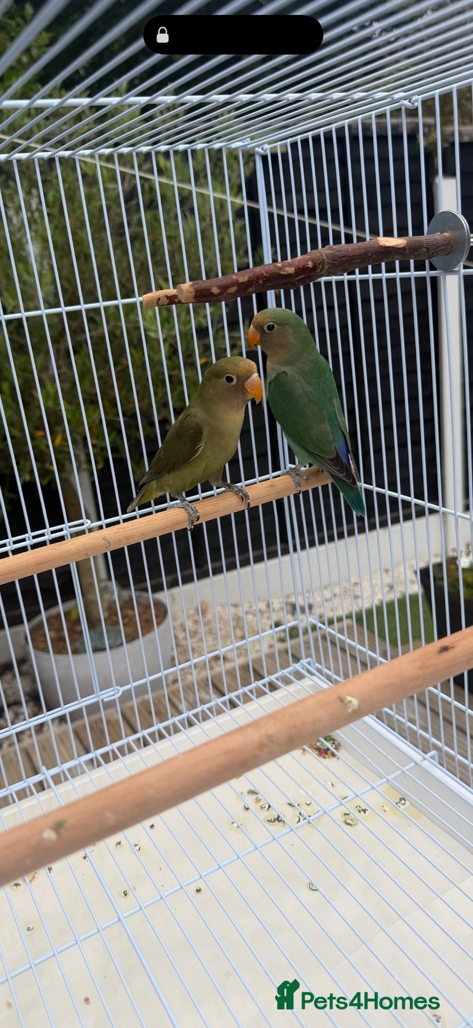 Lovebirds birds Love Birds - Advert 1