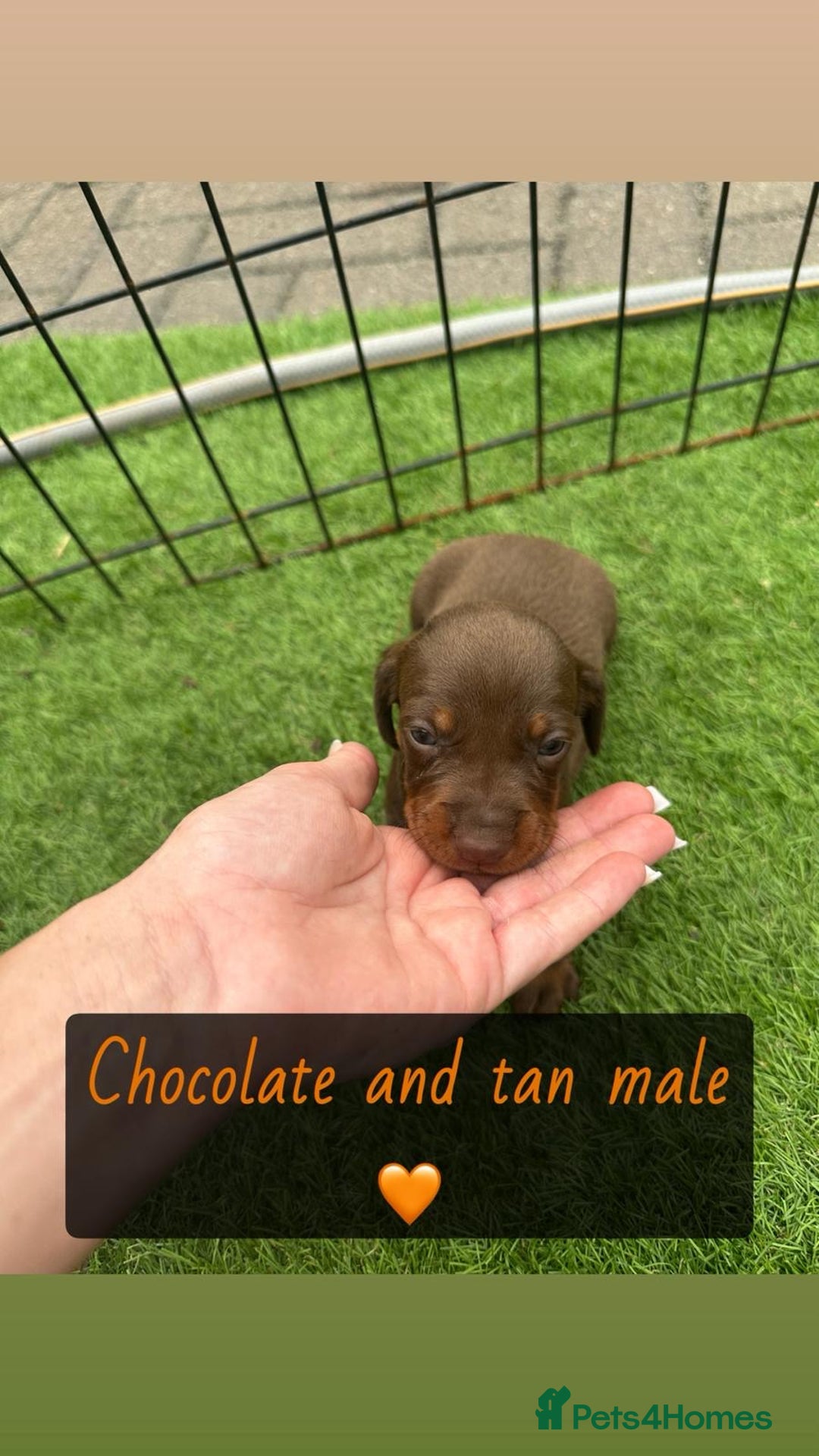 Miniature Dachshund dogs for sale: 🐾 Miniature Dachshund Puppies for Sale  🐾 - Image 8