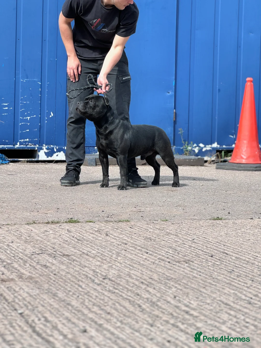 Staffordshire Bull Terrier dogs for stud: Black carrying blue stafford stud PHPV tested in Carlisle - Advert 12