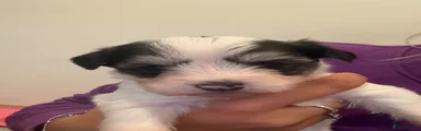 Yochon 4