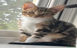 Bengal cats for sale: Half bengal half tabby kitten 17 weeks  - Image 2