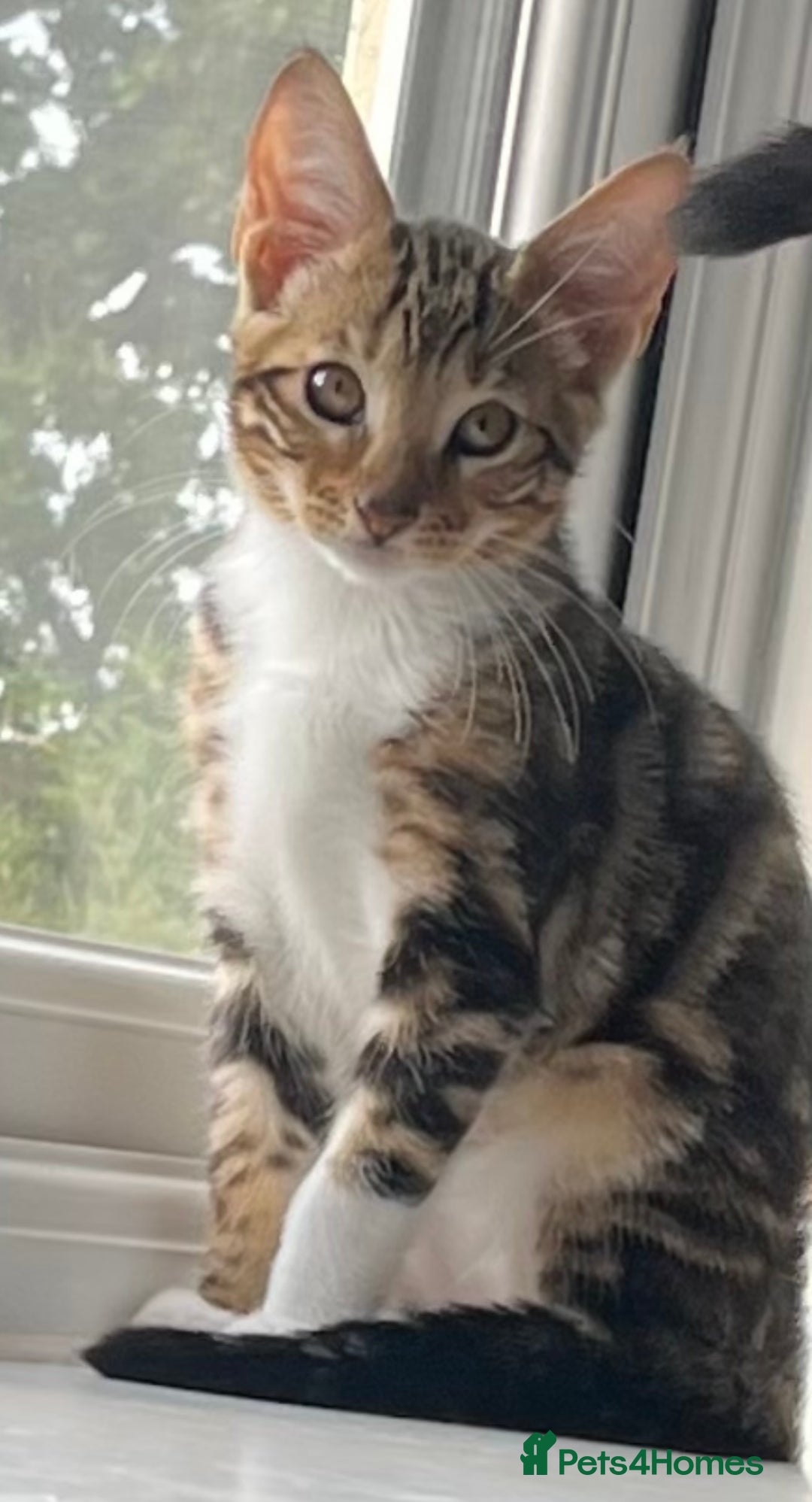 Bengal cats for sale: Half bengal half tabby kitten 17 weeks  - Image 2