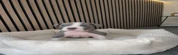 American Bully dogs for sale: American pocket bully pups in Peterborough - Advert 7