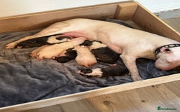 English Bull Terrier dogs for sale: Ready to leave !!! champion bloodlines kc reg - Image 29