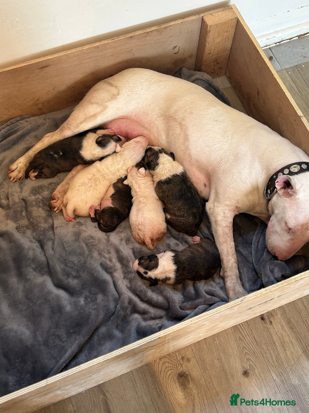 English Bull Terrier dogs for sale: Ready to leave !!! champion bloodlines kc reg - Image 29