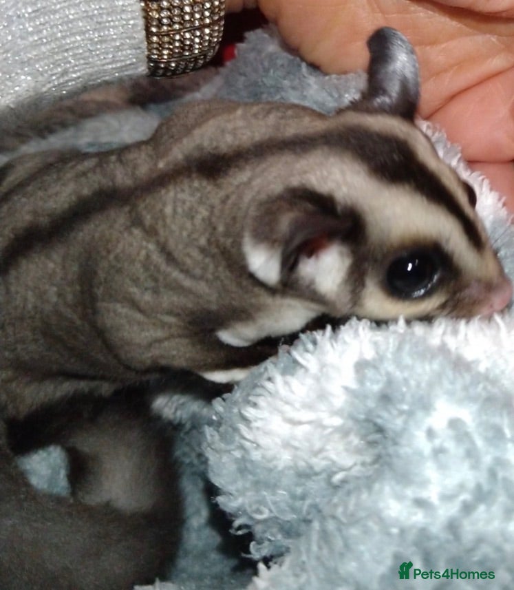 Sugar Glider rodents 2 baby sugar gliders with cage & toys  - Advert 1