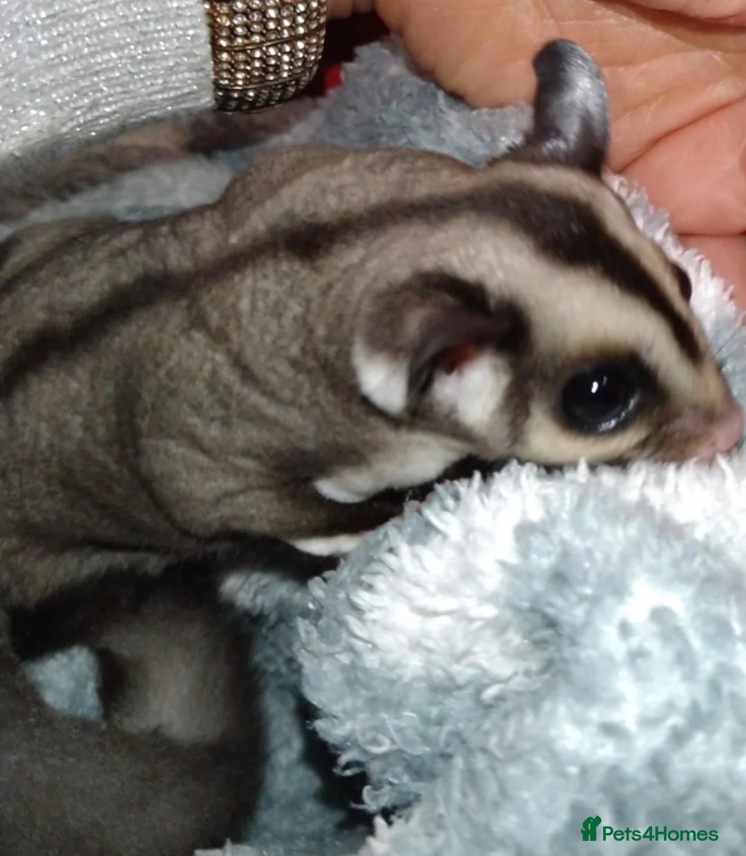 Sugar Glider rodents for sale: 2 baby sugar gliders with cage & toys  - Advert 1