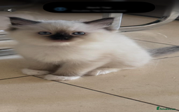 Ragdoll cats for sale: Stunning GCCF reg ragdoll kittens available now  - Image 22