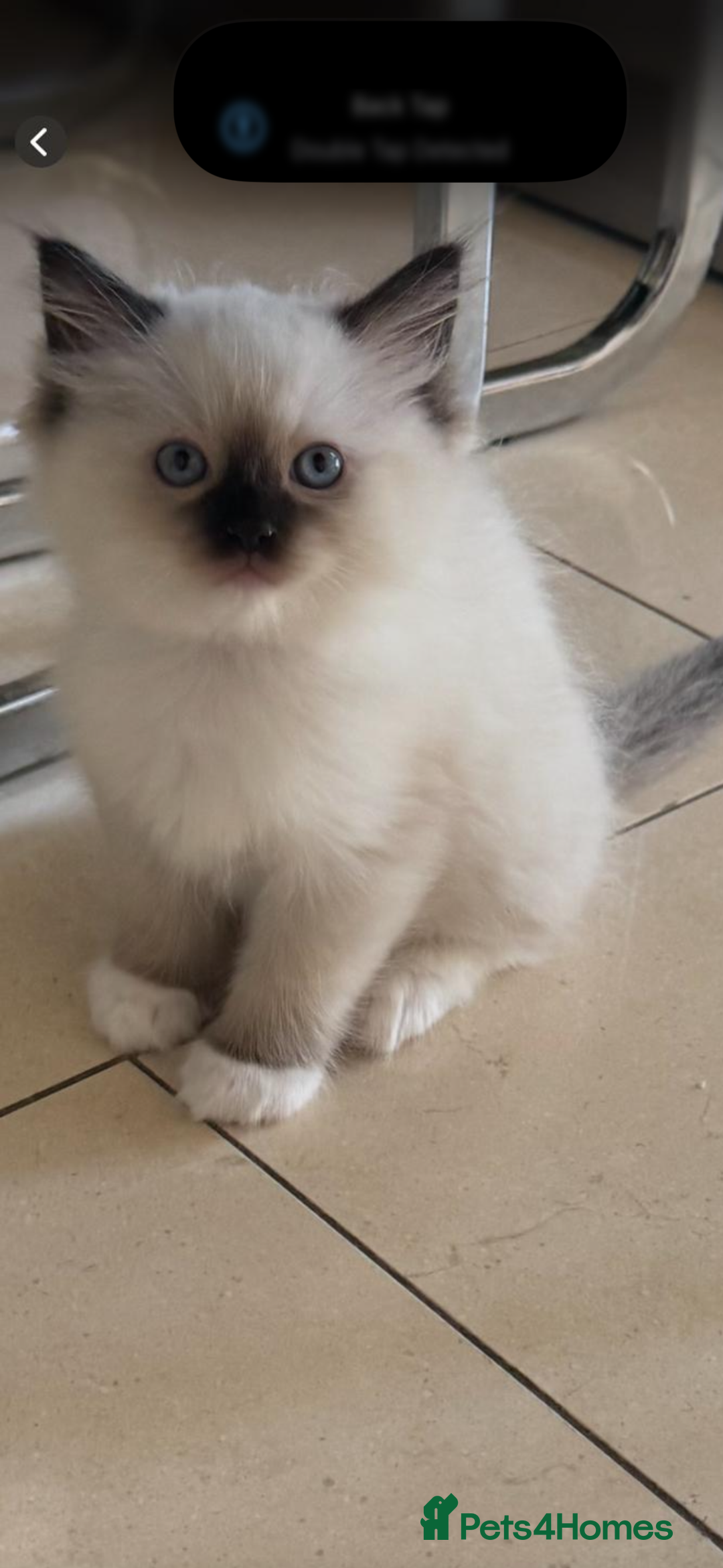 Ragdoll cats for sale: Stunning GCCF reg ragdoll kittens available now  - Image 22