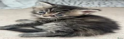 Siberian cats for sale: Beautiful Siberian Kittens - Advert 7