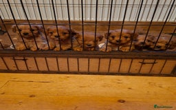 Cavapoo dogs for sale: Adorable F1 Cavapoo puppies  - Advert 17