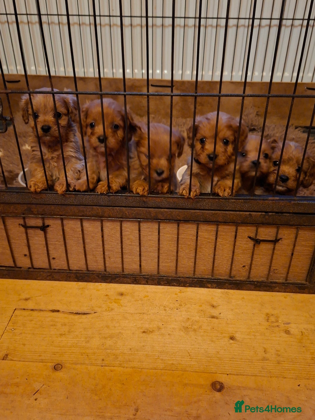 Cavapoo dogs for sale: Adorable F1 Cavapoo puppies  - Advert 17