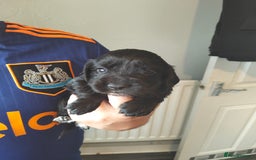 Cocker Spaniel dogs for sale: 7 beautiful cocker spaniels  - Image 20