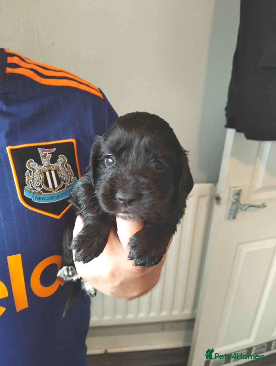 Cocker Spaniel dogs for sale: 7 beautiful cocker spaniels  - Image 20