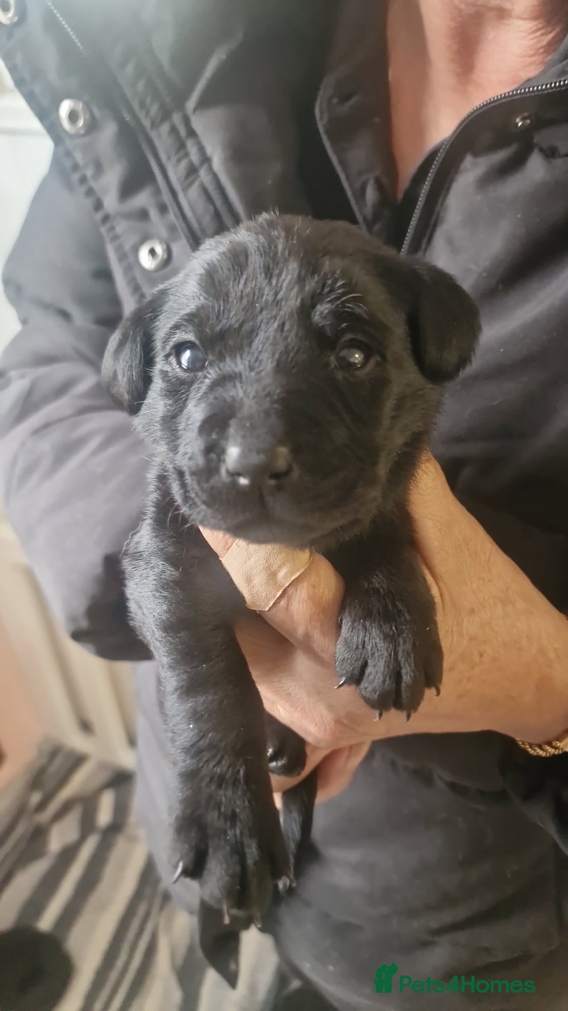 Labrador Retriever dogs for sale: Labradors for sale  - Advert 4