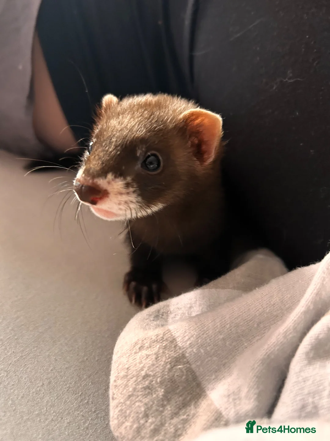 Ferret rodents for sale: 3 boy ferrets for sale. in Bishop Auckland - Advert 2