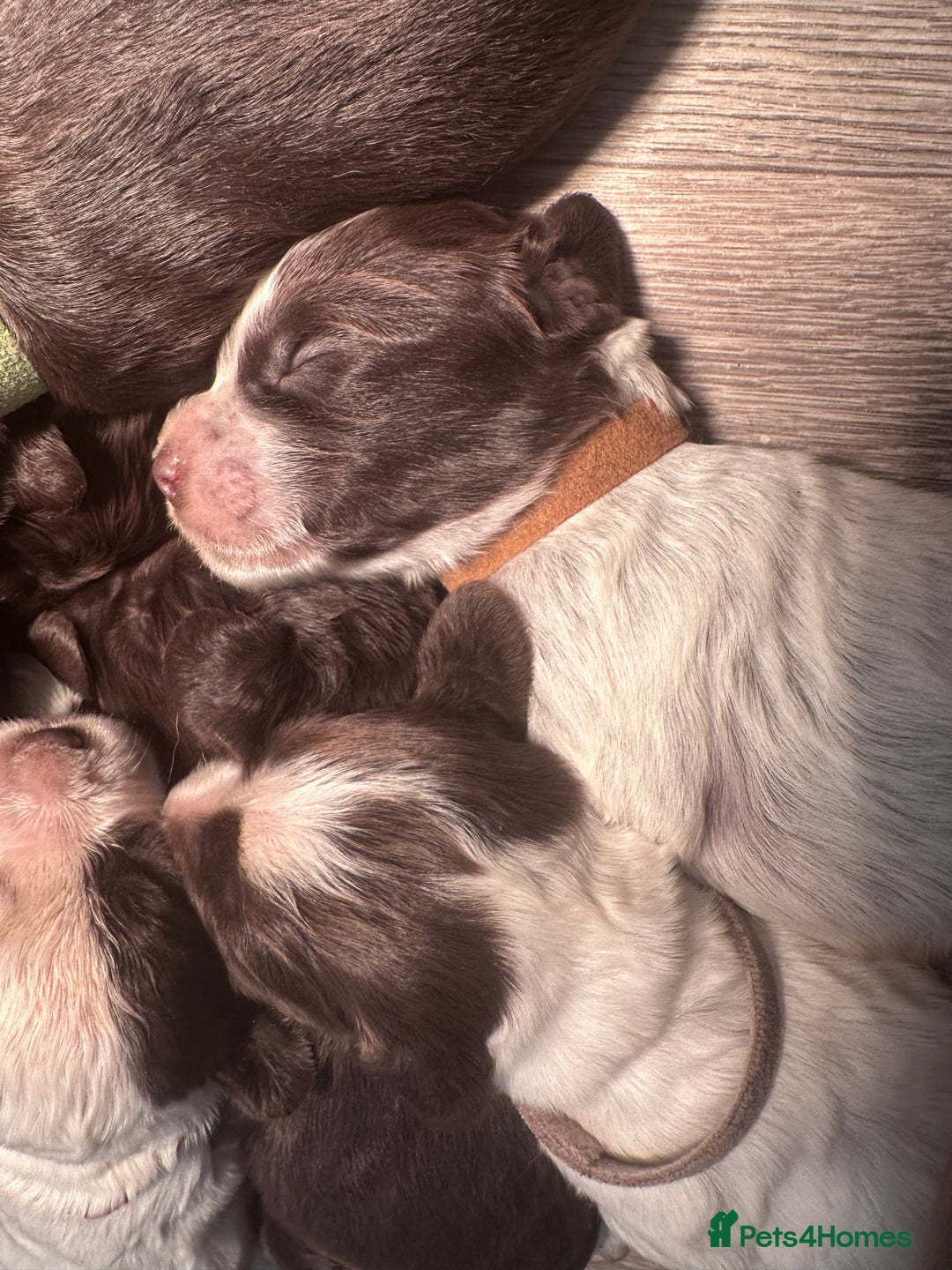 Cocker Spaniel dogs for sale: Cocker spaniel puppies - Image 13