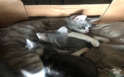 Mixed Breed cats for sale: Rescued feral farm kittens  - Image 19